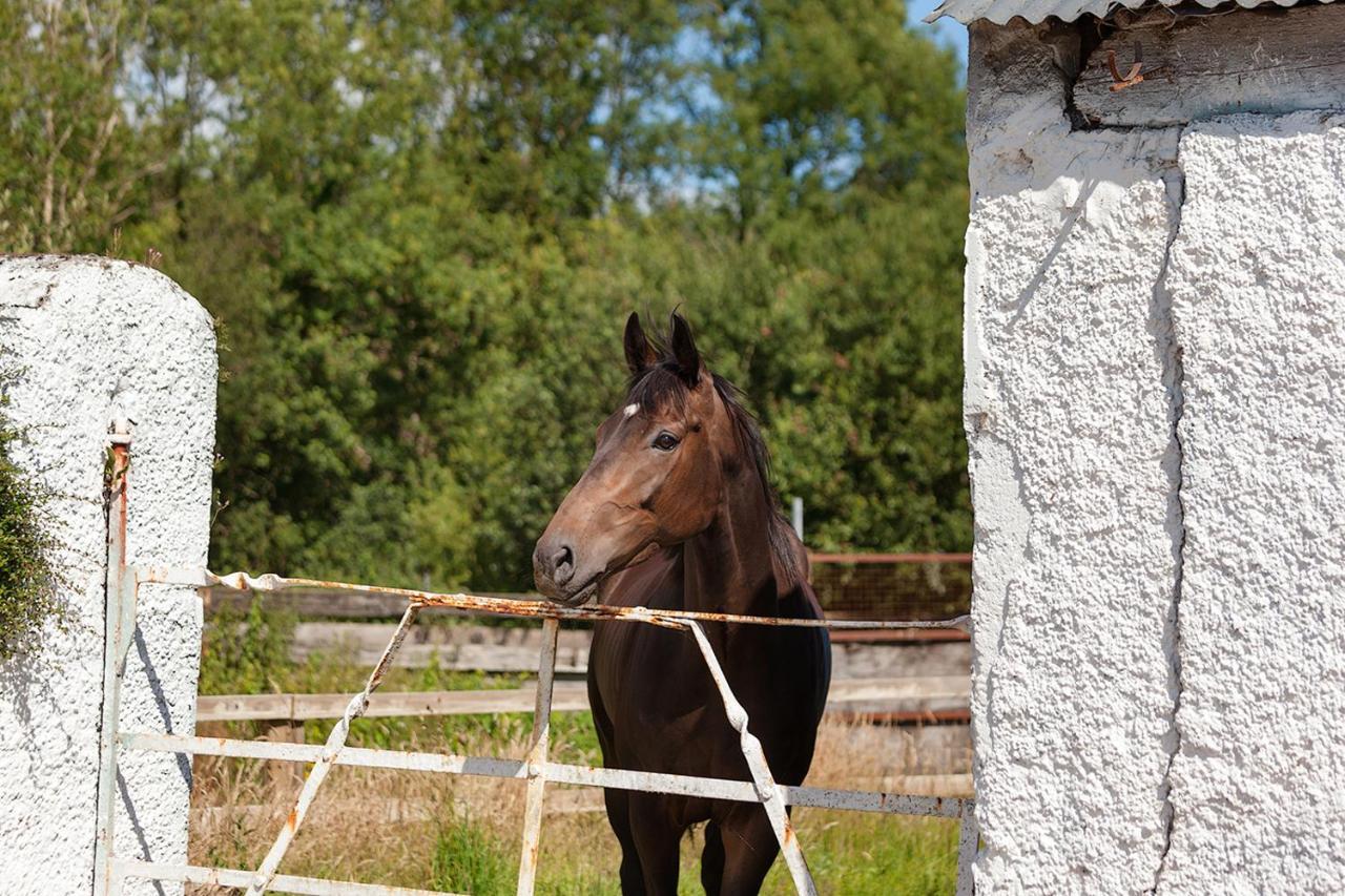 Coolcormack Stud B&B 던가반 외부 사진